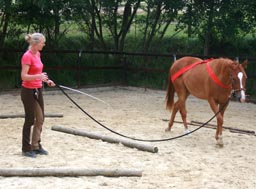 Jungpferd rechts